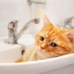 Cat Sitting In Bathroom Sink