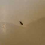 How To Get Rid Of Little Black Insects In Bathroom