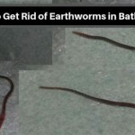 How To Get Rid Of Red Worm In Bathroom Sink Drain