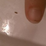 How To Get Rid Of Small Brown Bugs In Bathroom