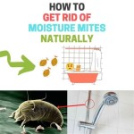 How To Get Rid Of Tiny Mites In Bathroom