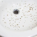 Little Brown Bugs In Bathroom Sink