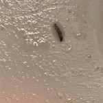 Little White Worms In Bathroom Sink