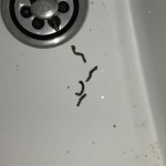 Tiny Black Worm In Bathroom Sink