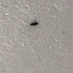 What Are Little Black Bugs In Bathroom