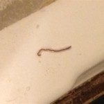 What Are The Red Worms In My Bathroom