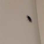 What Are These Small Flying Bugs In My Bathroom