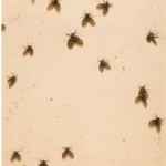 What Are These Tiny Flies In My Bathroom