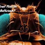 What Causes Fruit Flies In Your Bathroom