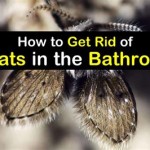 What Causes Gnats In The Bathroom